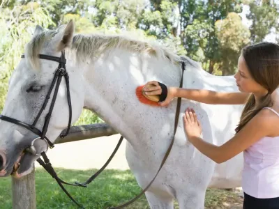 Equitation